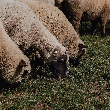 Bodensee Goppertsweiler Hase 公寓 *