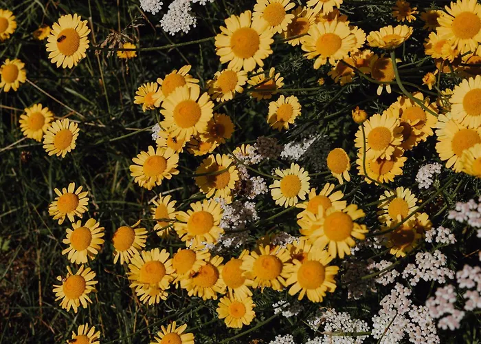 Bodensee Goppertsweiler Hase Appartamento *