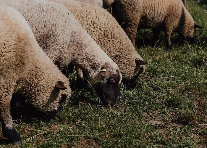 Bodensee Goppertsweiler Hase Appartamento *